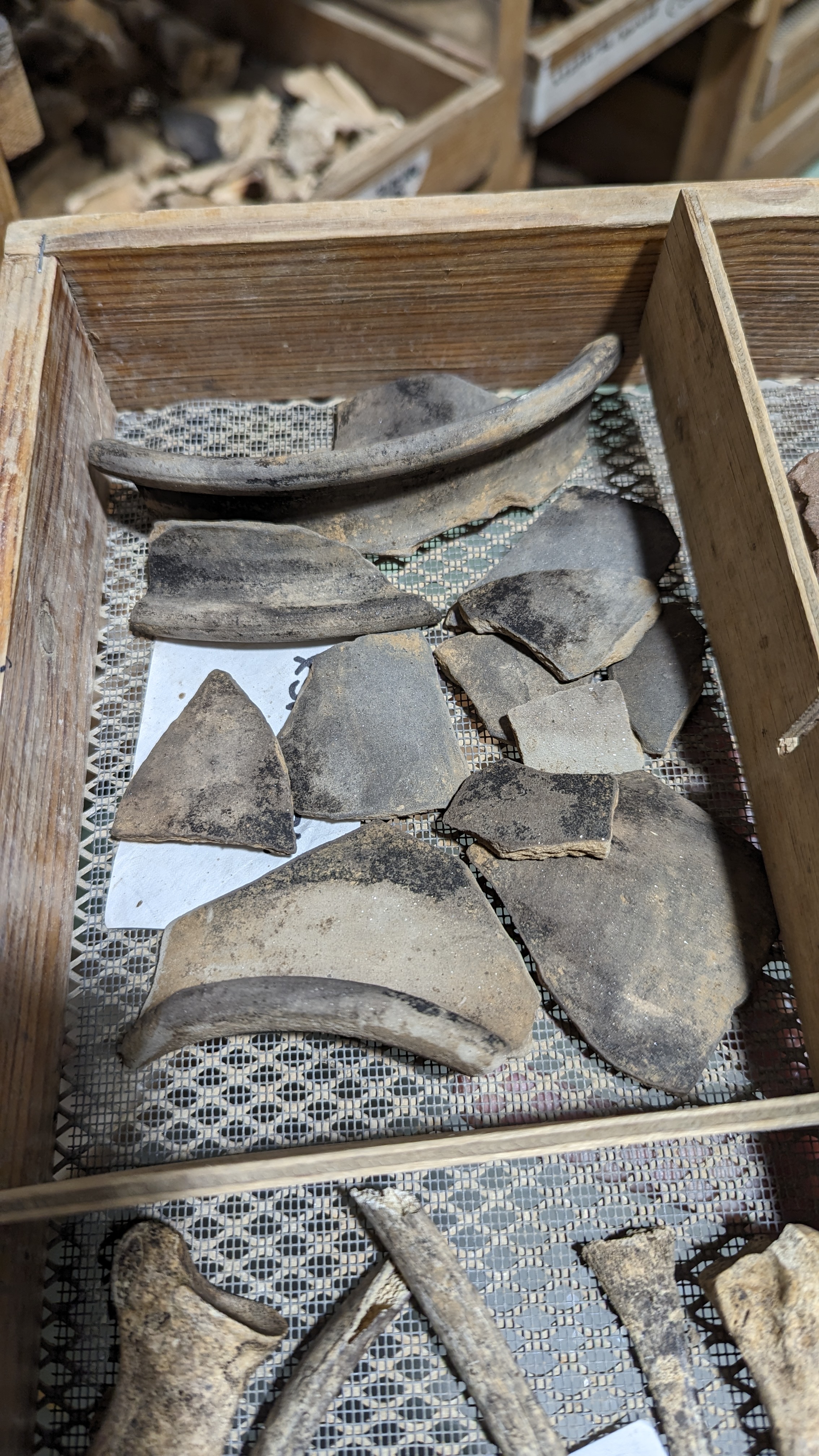 Black sherds of pottery in a finds tray.