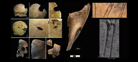 Images showing the signs of butchery on the bones found at Charterhouse Warren Early Bronze Age site (Images owned by University of Oxford).