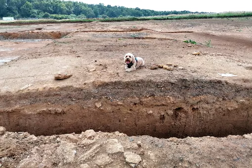 Image of golden dog sitting on a trench