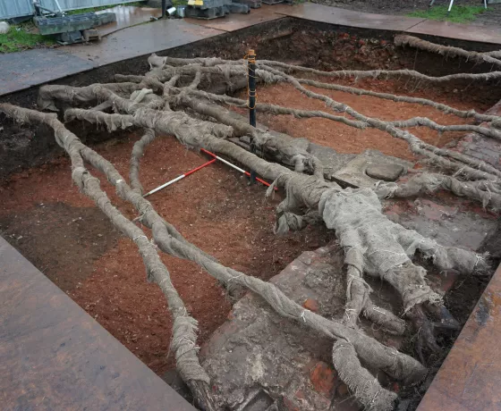 Tree roots preserved in situ during excavations at Hampton Court.