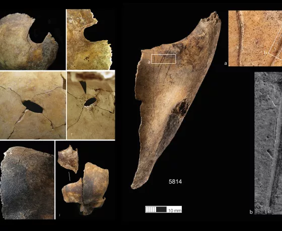 Images showing the signs of butchery on the bones found at Charterhouse Warren Early Bronze Age site (Images owned by University of Oxford).